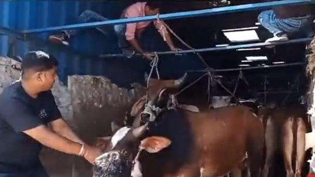 सलूम्बर: गोवंश की तस्करी: कंटेनर में भरकर गुजरा...