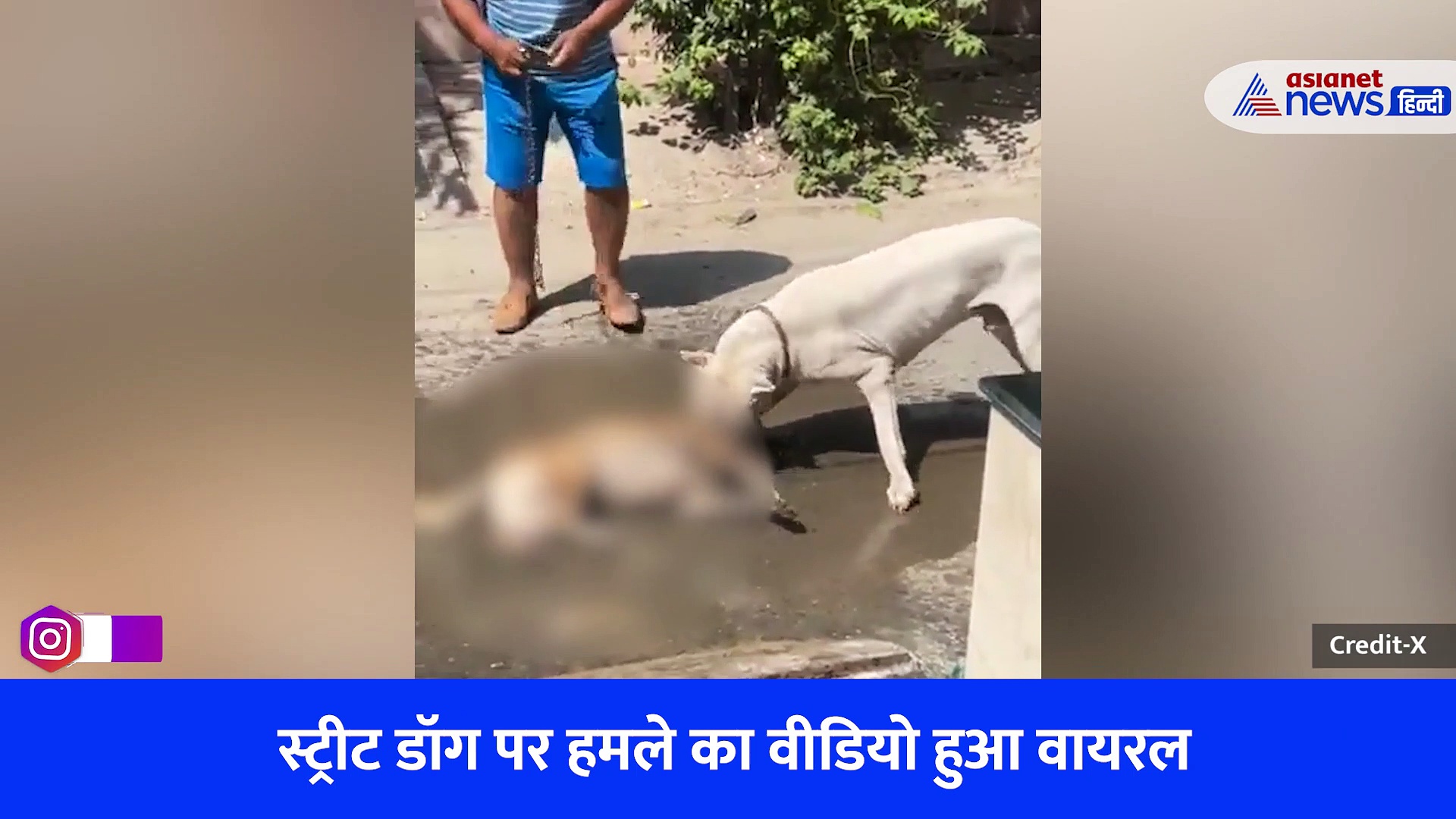 Shocking Video: नोएडा में पिटबुल हुआ खूंखार, मालिक के सामने दूसरे कुत्ते की नोची गर्दन, किया अधमरा