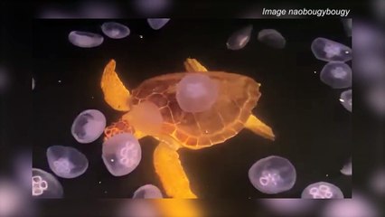 Martigues : une tortue caouanne dans son garde-manger !