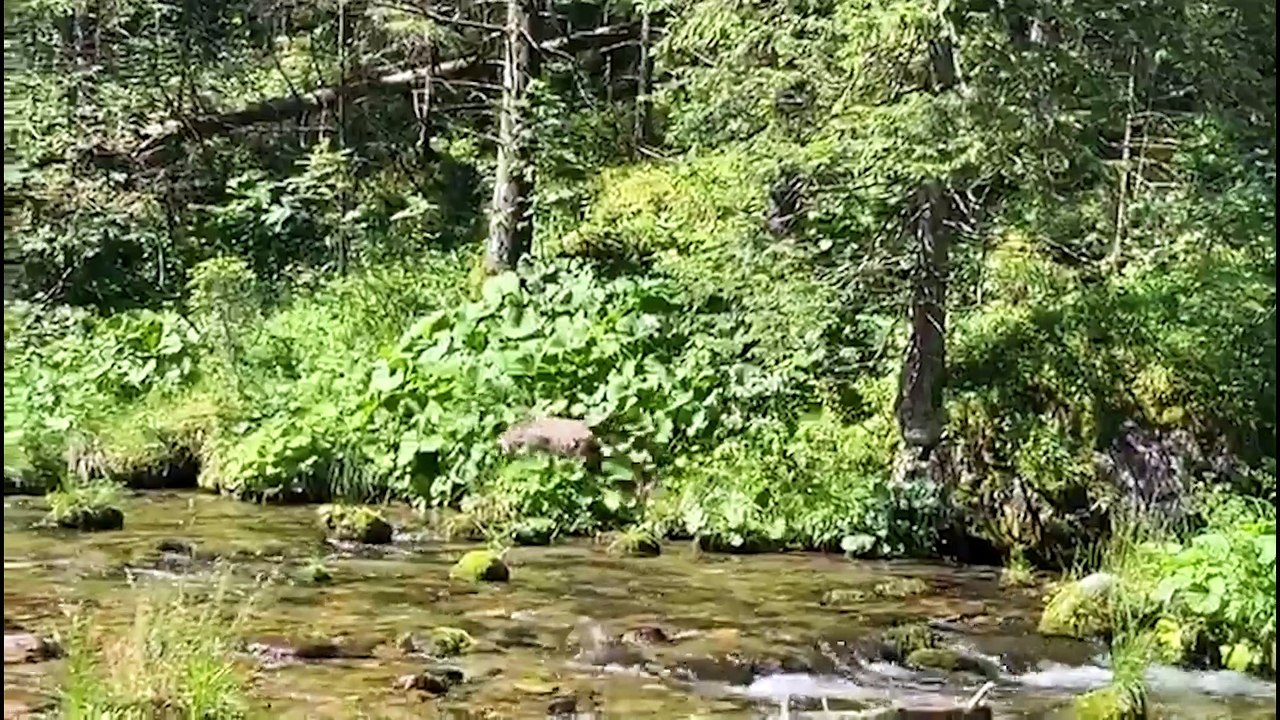 Tatry - zwierzęta przygotowują się do zimowego snu