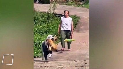 Tavuğunu kaçıran köpeği kovalayan kadın