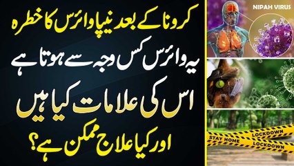 Nipah Virus In Pakistan - Nipah Virus Kya Hai | Nipah Virus Kis Wajah Se Hota Hai - Iska Ilaj Kya Ha