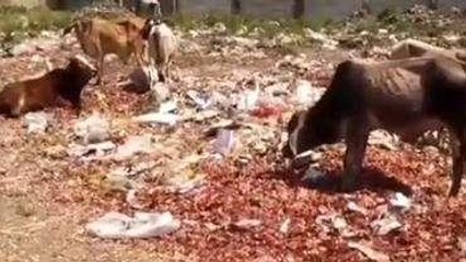 रतलाम: मंडी में चारों तरफ फैली गंदगी से किसान और व्यापारी परेशान दी जानकारी