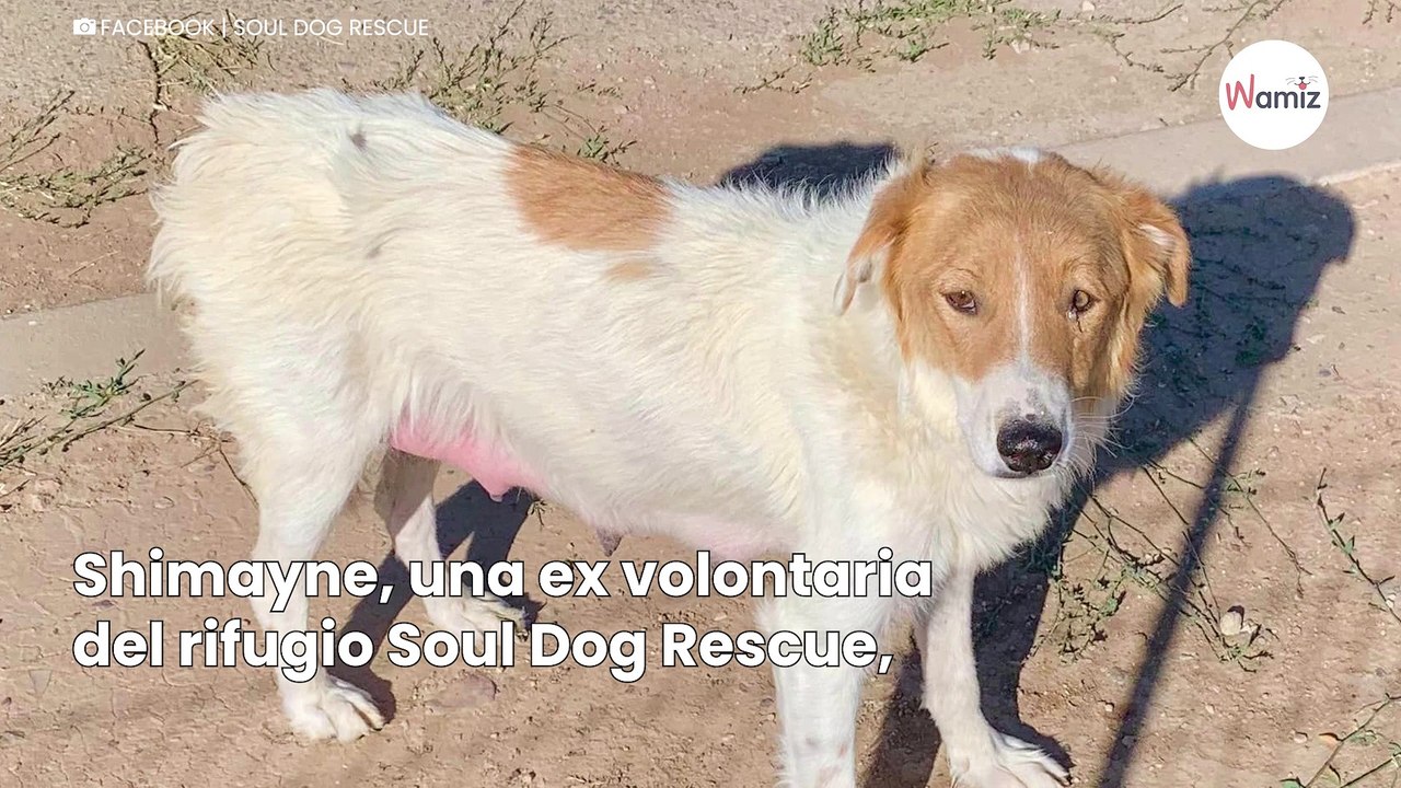 Segue una cagnolina randagia: non immagina che le rivelerà un segreto nascosto tra le macerie