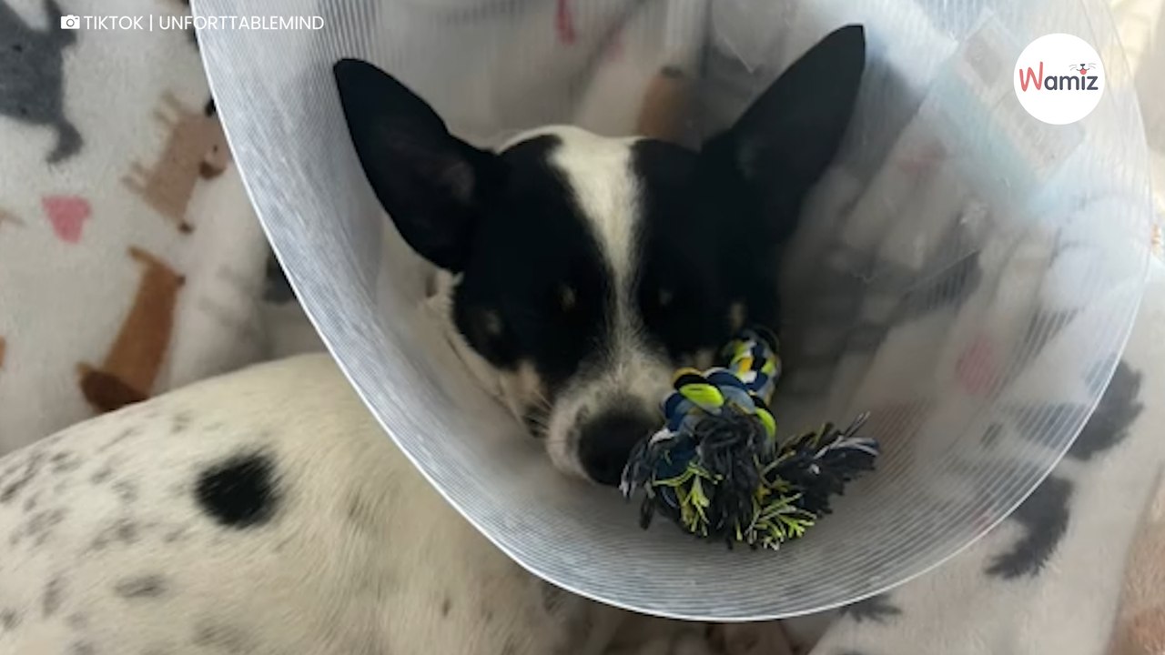 En vacances à Porto Rico, un couple abandonne ses projets pour sauver un chien heurté par une voiture