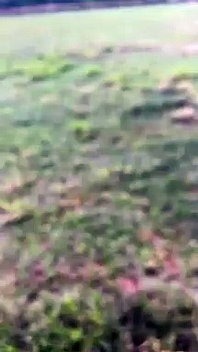 Vídeo: Homem morre após ser atingido por paraquedista durante show aéreo em SP