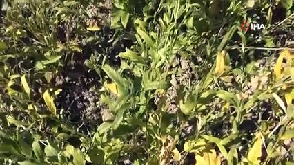 Dünya'da sadece Türkiye'de üretiliyor... İşte Türkiye'nin yenebilen altını