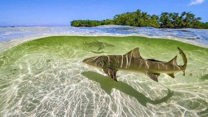 Une planète parfaite - Du ciel aux océans