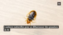 5 astuces de grand-mères pour se débarrasser des punaises de lit