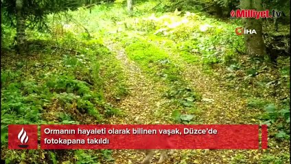 Yer: Düzce! Ormanın hayaleti fotokapana takıldı