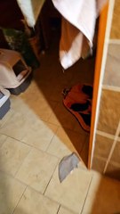 Quand votre chat est terrifié par vos décorations d'Halloween