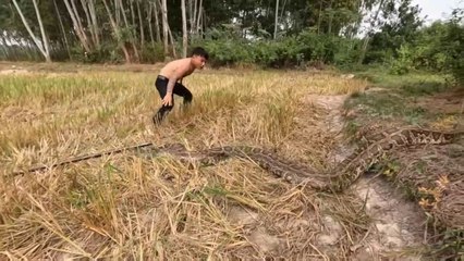 Scariest Videos In The World | Brave Expert Confront Giant Snakes