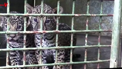 Unusual Male Animals Become Choice for Female Animals in New Mating Research