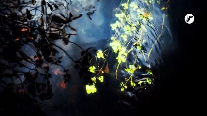 Fabrizio Paterlini - "When Autumn comes" (Live)