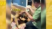 Hauska video: omistajat tekevät taikatemppuja ja hulluttelevat koiria ja kissoja