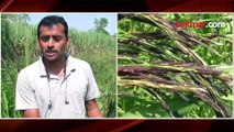 बाजारपेठेत अधिक 'किंमत' असणाऱ्या 'ब्राऊन राईस'चे तरुण शेतकऱ्याने घेतले पीक