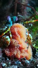 Peacock Mantis Shrimp Carries Her Eggs