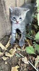Spicy Kittens Reunited With Nursing Mother