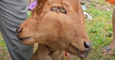 Chao, el ternero con dos cabezas que es símbolo de buena fortuna