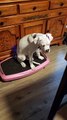 Boxer Puppy Loves Vibration Plate
