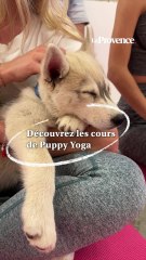 VIDÉO. Découvrez le Puppy Yoga, un moment de détente avec des chiots