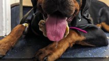 Unlucky pup gets horseshoe stuck in jaw