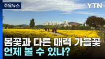 봄꽃과 다른 매력 가을꽃, 언제 볼 수 있나? / YTN