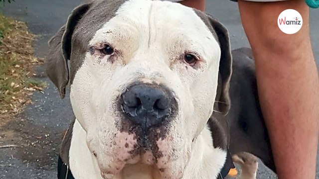 Enfermé dans un jardin, ce chien est pourtant un véritable nounours qui mérite de vivre une autre vie