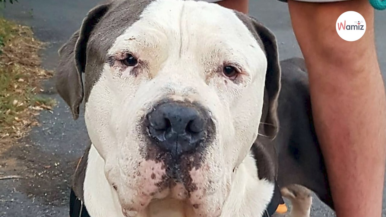 Enfermé dans un jardin, ce chien est pourtant un véritable nounours qui mérite de vivre une autre vie