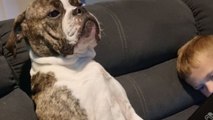 Adorable dog's heart swells up with love for human bro