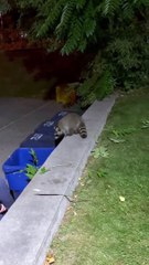 Rescuing Two Raccoons Trapped in a Dumpster