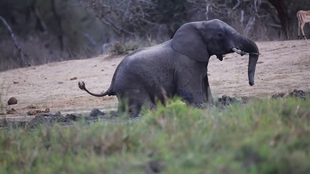 Elephant Viral Video