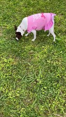 Princess squirms on a worm