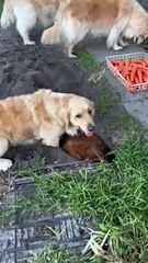 Golden Dogs Dig A Really Deep Hole
