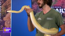 Not-So-Spooky Snakes with Phoenix Herpetological Sanctuary