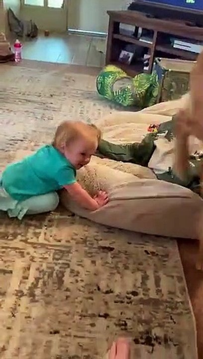 Cooper the Golden Gently Meets 1-Year-Old Niece __ ViralHog(360P)