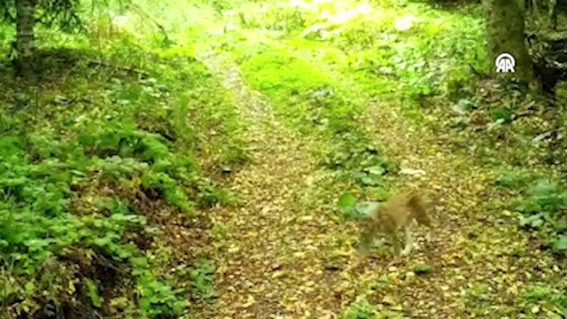 Vaşak fotokapanla görüntülendi