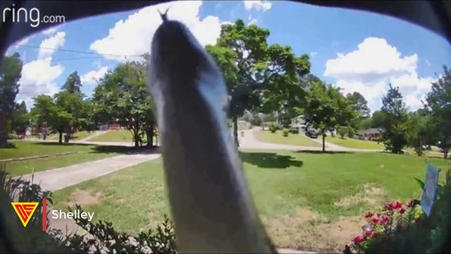 Snake Slithering at The Front Door Caught on Ring Doorbell Camera | Doorbell Camera Video