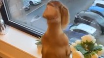 Cute dog is excited to see its owner return from work early from the window