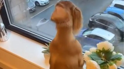 Cute dog is excited to see its owner return from work early from the window