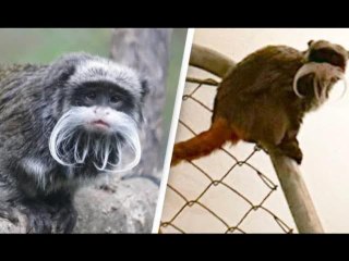 The 2 missing Dallas Zoo monkeys have been found