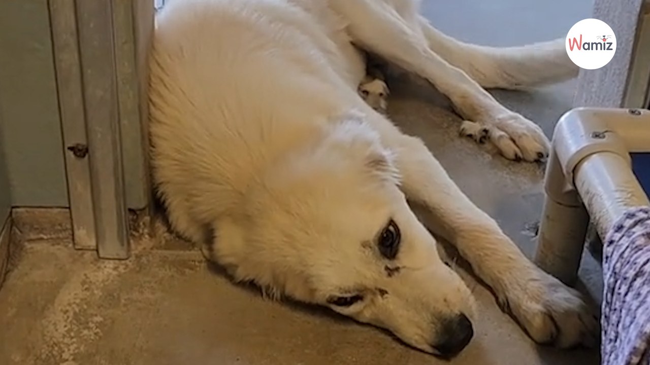 Chiot Patou abandonné à l'âge de 5 mois :  le refuge cherche sa famille idéale (Vidéo)