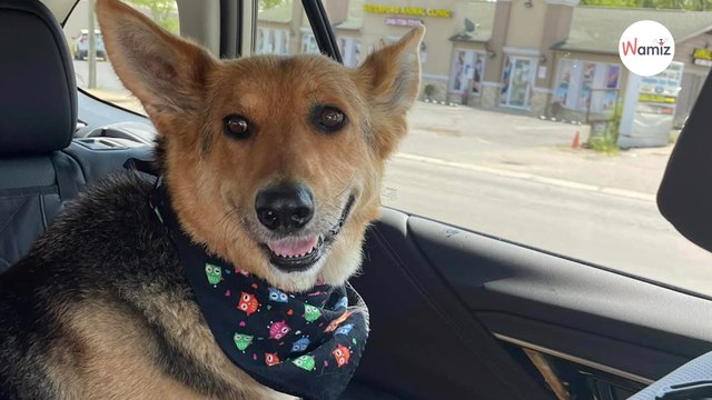 Po śmierci opiekuna piesek błąka się po ulicach ze skarbem, który wzrusza ratowników do łez (wideo)