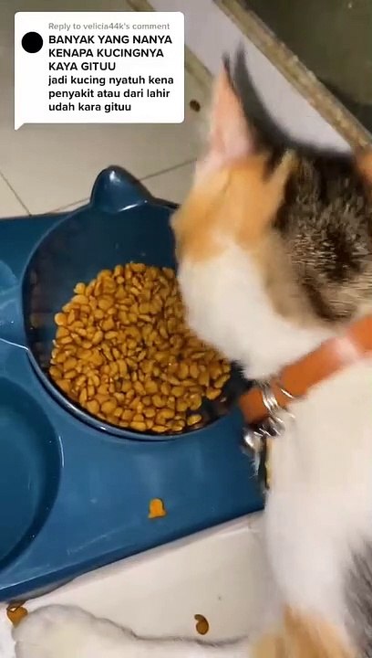 KUCING LUCU
