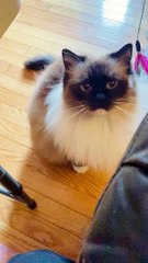 Moka veut votre attention