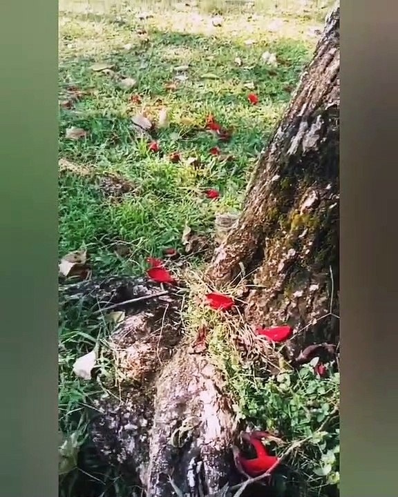 Mencari mainan,Mainan anak-anak,Yerikoo, Channel