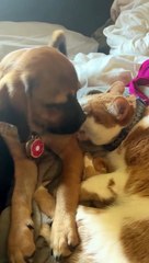 Cat Gives Puppy Baths