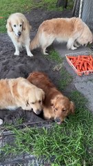 Golden Dogs Dig A Really Deep Hole