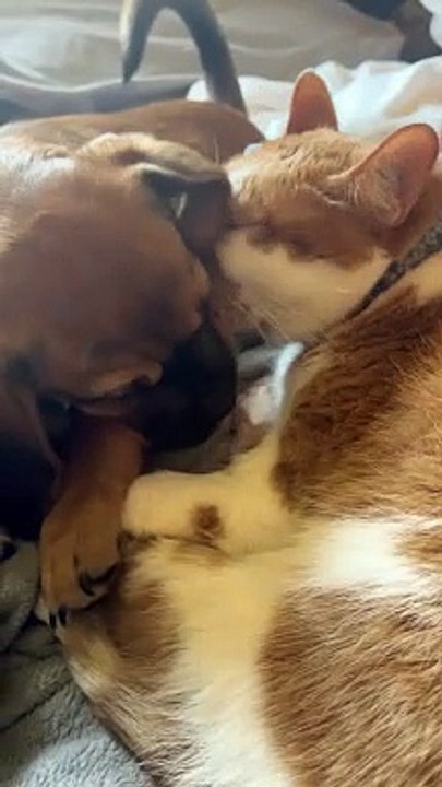 Cat Gives Puppy Baths