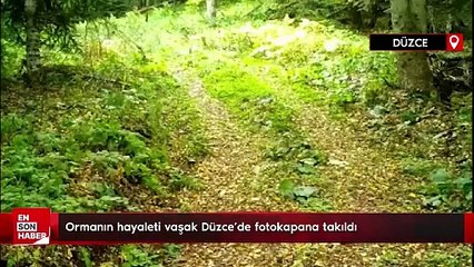 Ormanın hayaleti vaşak Düzce’de fotokapana takıldı